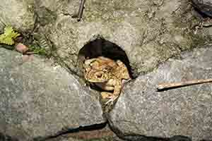 Toad, Tai Po Kau nature reserve at night, 23 September 2017