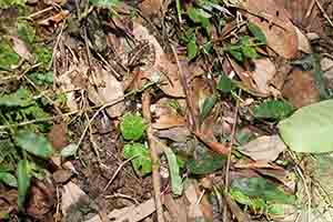 Toad, Tai Po Kau nature reserve at night, 23 September 2017