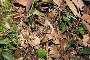 Toad, Tai Po Kau nature reserve at night, 23 September 2017