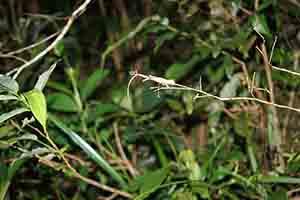 Lizard, Tai Po Kau nature reserve at night, 23 September 2017