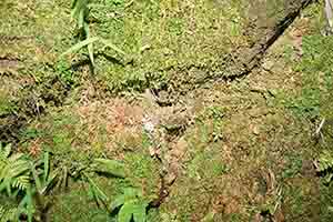 Toad, Tai Po Kau nature reserve at night, 23 September 2017