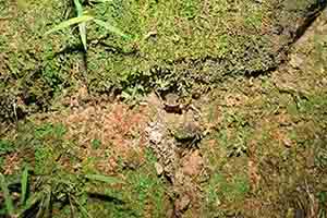 Toad, Tai Po Kau nature reserve at night, 23 September 2017