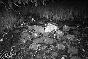 Tai Po Kau nature reserve at night, 23 September 2017
