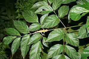 Changeable lizard, Tai Po Kau nature reserve at night, 23 September 2017