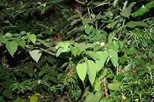 Tree frog, Tai Po Kau nature reserve at night, 23 September 2017