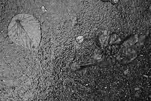 Leaves on the ground in rainy weather, Pokfulam, Hong Kong Island, 4 September 2017