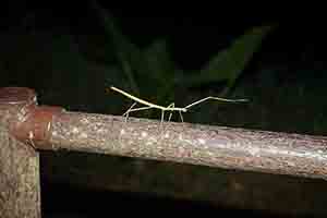 Stick insect, Tai Po Kau nature reserve at night, 23 September 2017