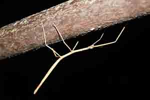 Stick insect, Tai Po Kau nature reserve at night, 23 September 2017
