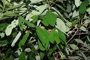 Mock viper, Tai Po Kau nature reserve at night, 23 September 2017