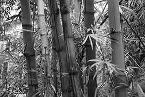 Bamboo growing on the University of Hong Kong campus, Pokfulam, 1 September 2017