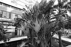 Trees on Granville Road, Tsim Sha Tsui, 10 September 2017