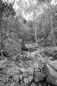 Stream, Pokfulam Country Park, Hong Kong Island, 5 November 2017
