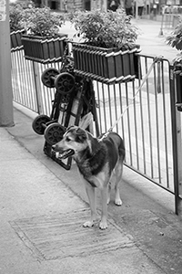 Dog waiting for its owner, Sai Ying Pun, Hong Kong Island, 27 November 2017