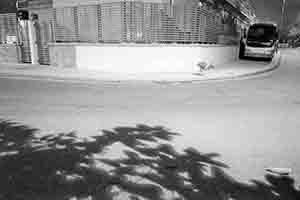 Shadow of leaves on the ground, Sheung Wan, 29 November 2017