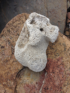 Rocks and coral fragment, Tung Ping Chau, Mirs Bay, 26 November 2017