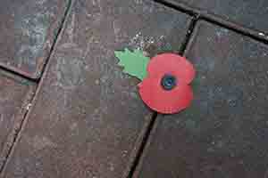 Remembrance Day poppy on the ground, Central, 11 November 2017