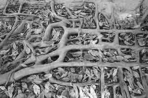 Tree roots on the ground, Tin Shui Wai, 21 December 2017