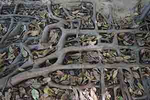 Tree roots growing in a geometric pattern on the ground, Tin Shui Wai, 21 December 2017