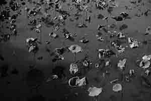 Lotus, Hong Kong Wetland Park, Tin Shui Wai, 21 December 2017