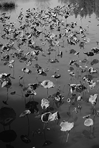 Lotus, Hong Kong Wetland Park, Tin Shui Wai, 21 December 2017