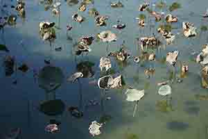 Lotus, Hong Kong Wetland Park, Tin Shui Wai, 21 December 2017