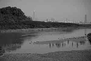 Birds in Hong Kong Wetland Park, Tin Shui Wai, 21 December 2017