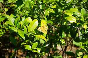 Rustic butterfly in Hong Kong Wetland Park, Tin Shui Wai, 21 December 2017