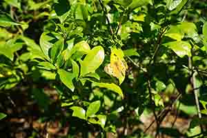 Butterfly in Hong Kong Wetland Park, Tin Shui Wai, 21 December 2017