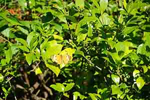 Butterfly in Hong Kong Wetland Park, Tin Shui Wai, 21 December 2017