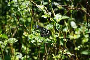 Butterfly in Hong Kong Wetland Park, Tin Shui Wai, 21 December 2017