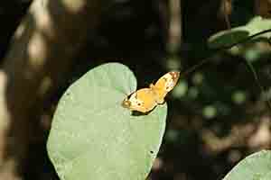 Butterfly in Hong Kong Wetland Park, Tin Shui Wai, 21 December 2017