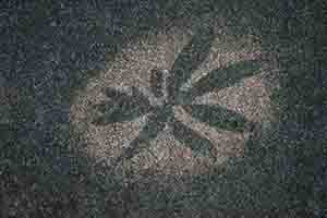 Shadow of leaves, Hong Kong Wetland Park, Tin Shui Wai, 21 December 2017