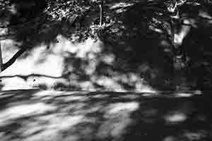 Shadows, Pokfulam Reservoir Road, 27 December 2017