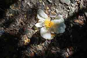 Camelia flower on the ground, Hong Kong Trail, 27 December 2017