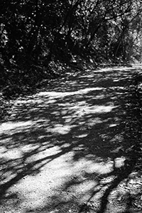 Shadows on a path, Hong Kong Trail, 27 December 2017