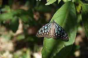 Butterfly in the Aberdeen Country Park, Hong Kong Island, 27 December 2017