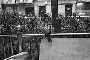 Pigeon on a railing, Sheung Wan, 28 December 2017