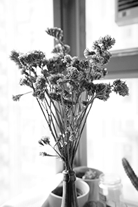 Flowers, Sheung Wan, 10 January 2018