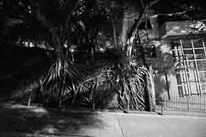 Tree roots on a wall, Hospital Road, 16 January 2018