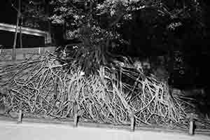 Tree roots on a wall, Hospital Road, 16 January 2018