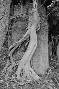 Tree roots on a wall, Island Road, between Deep Water Bay and Repulse Bay, 28 January 2018