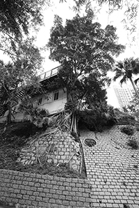 Tree and building, Island Road, near Repulse Bay, 28 January 2018