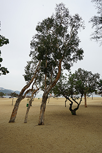 Trees, Repulse Bay Beach, 28 January 2018