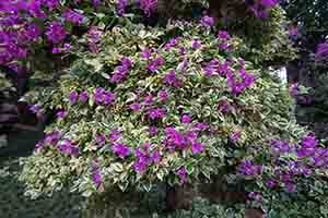 Flowers, Nan Lian Garden, Diamond Hill, Kowloon, 30 January 2018