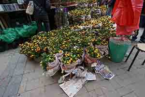 Kumquat bushes, Prince Edward, Kowloon, 30 January 2018
