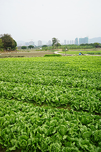 Lettuces growing in Long Valley, 11 February 2018