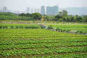 Lettuces growing in Long Valley, 11 February 2018