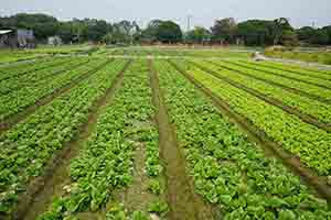 Lettuces growing in Long Valley, 11 February 2018