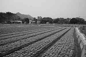 Lettuces growing in Long Valley, 11 February 2018