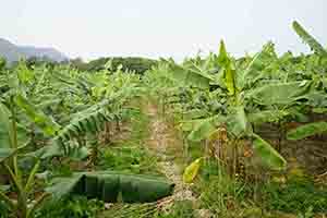 Banana trees growing in Long Valley, 11 February 2018